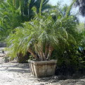Pigmy Date Palm,Phoenix canariens